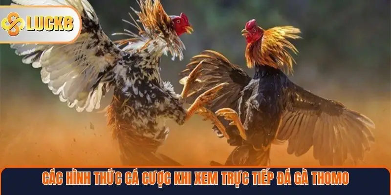 Các hình thức cá cược khi xem trực tiếp đá gà Thomo