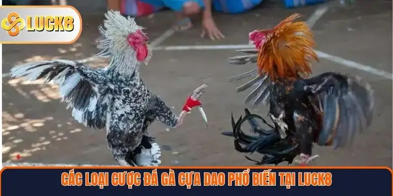Các loại cược đá gà cựa dao phổ biến tại Luck8