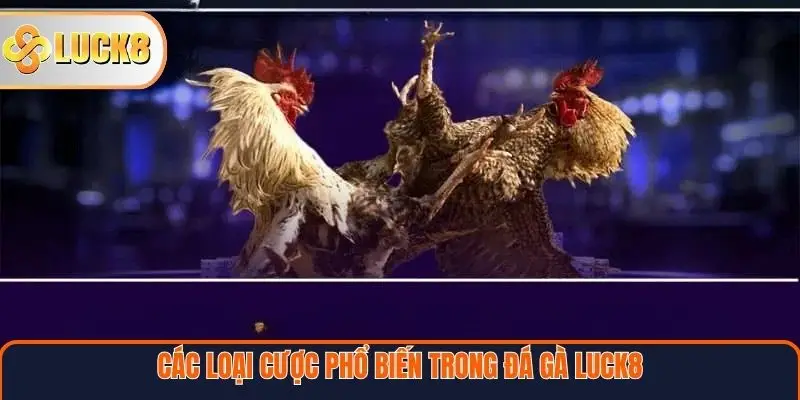 Các loại cược phổ biến trong Đá gà Luck8