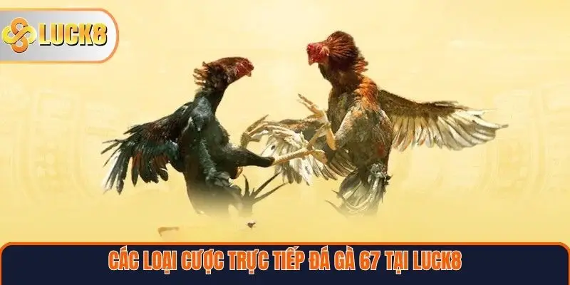 Các loại cược trực tiếp đá gà 67 tại Luck8