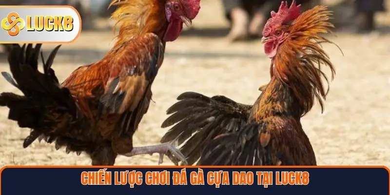 Chiến lược chơi đá gà cựa dao tại Luck8 hiệu quả