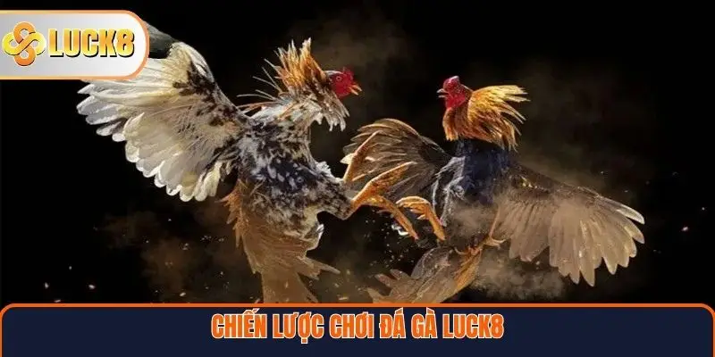 Chiến lược chơi Đá gà Luck8 hiệu quả