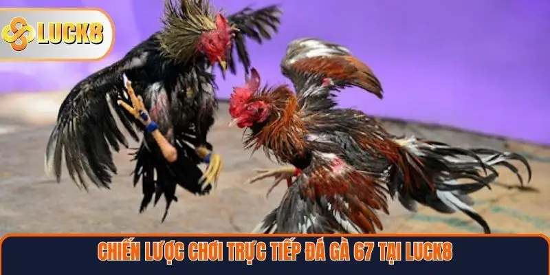 Chiến lược chơi trực tiếp đá gà 67 tại Luck8 hiệu quả