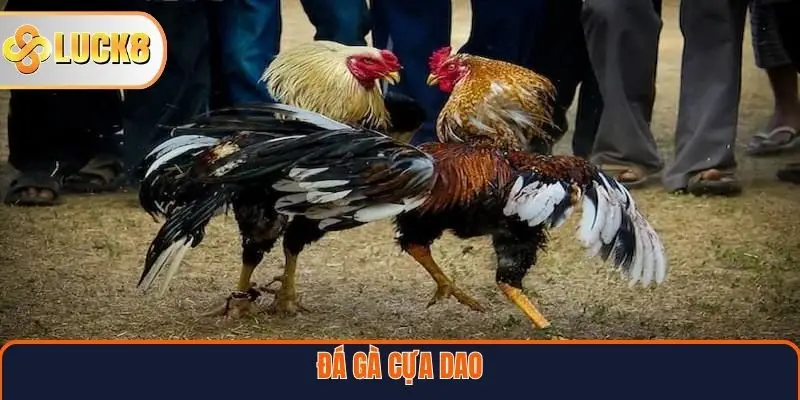 Đá Gà Cựa Dao