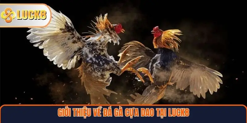 Giới thiệu về đá gà cựa dao tại Luck8