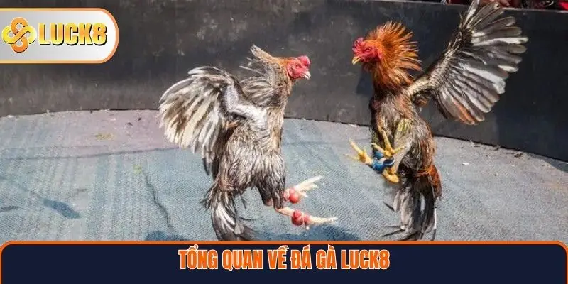 Tổng quan về Đá gà Luck8