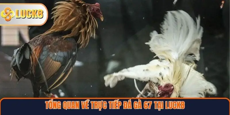 Tổng quan về trực tiếp đá gà 67 tại Luck8