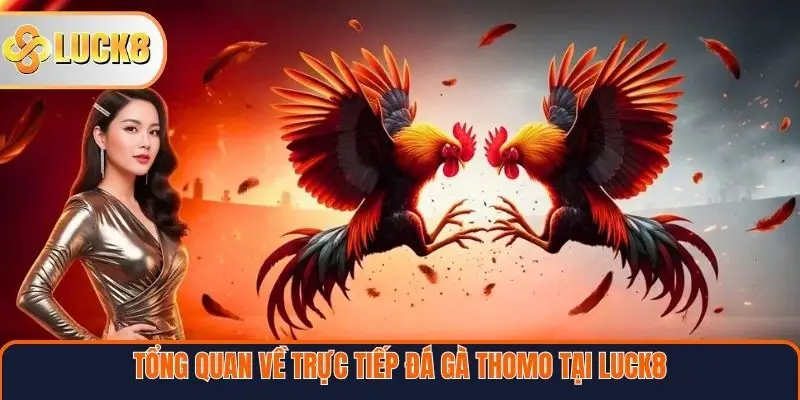 Tổng quan về trực tiếp đá gà Thomo tại Luck8