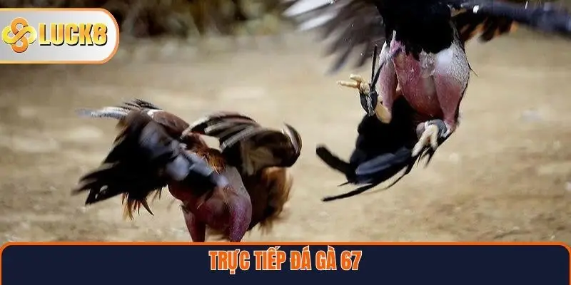 Trực Tiếp Đá Gà 67