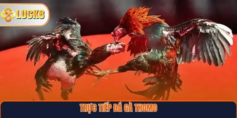 Trực Tiếp Đá Gà Thomo
