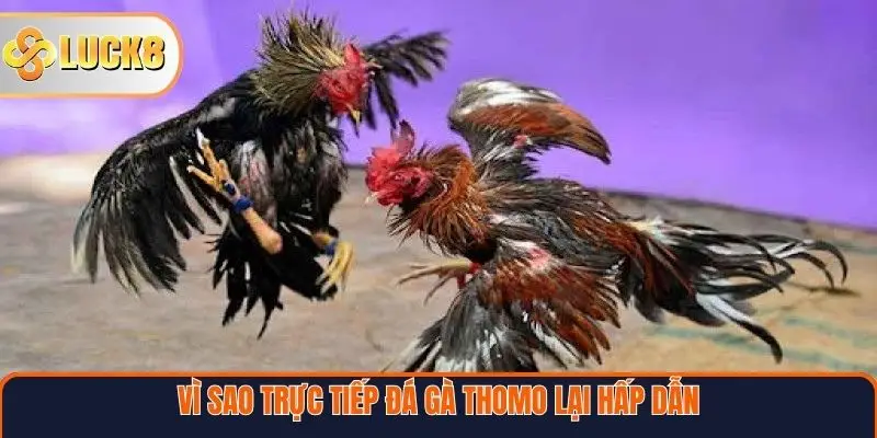 Vì sao trực tiếp đá gà Thomo lại hấp dẫn